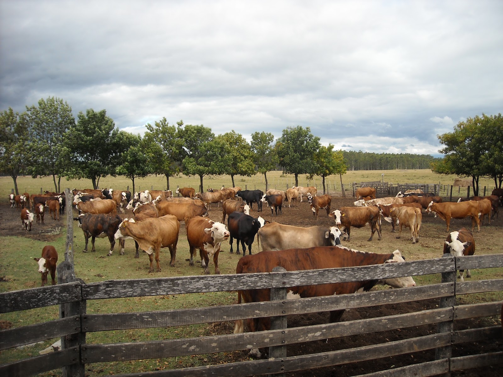 Agro